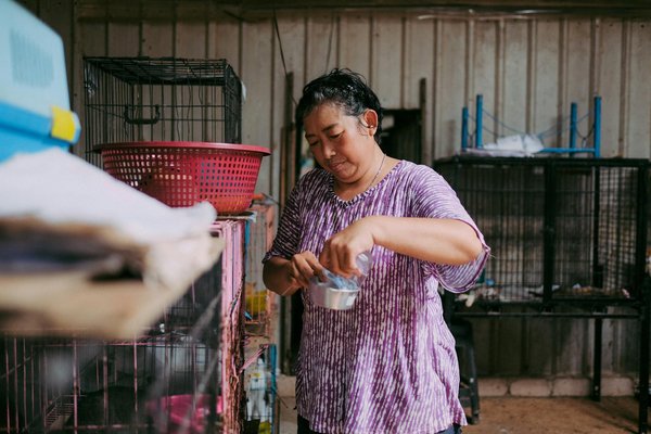 Guia prático: como manter a temperatura perfeita no habitat do seu réptil